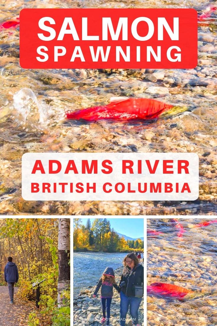 salmon spawning in the rivers of British Columbia at Adams River