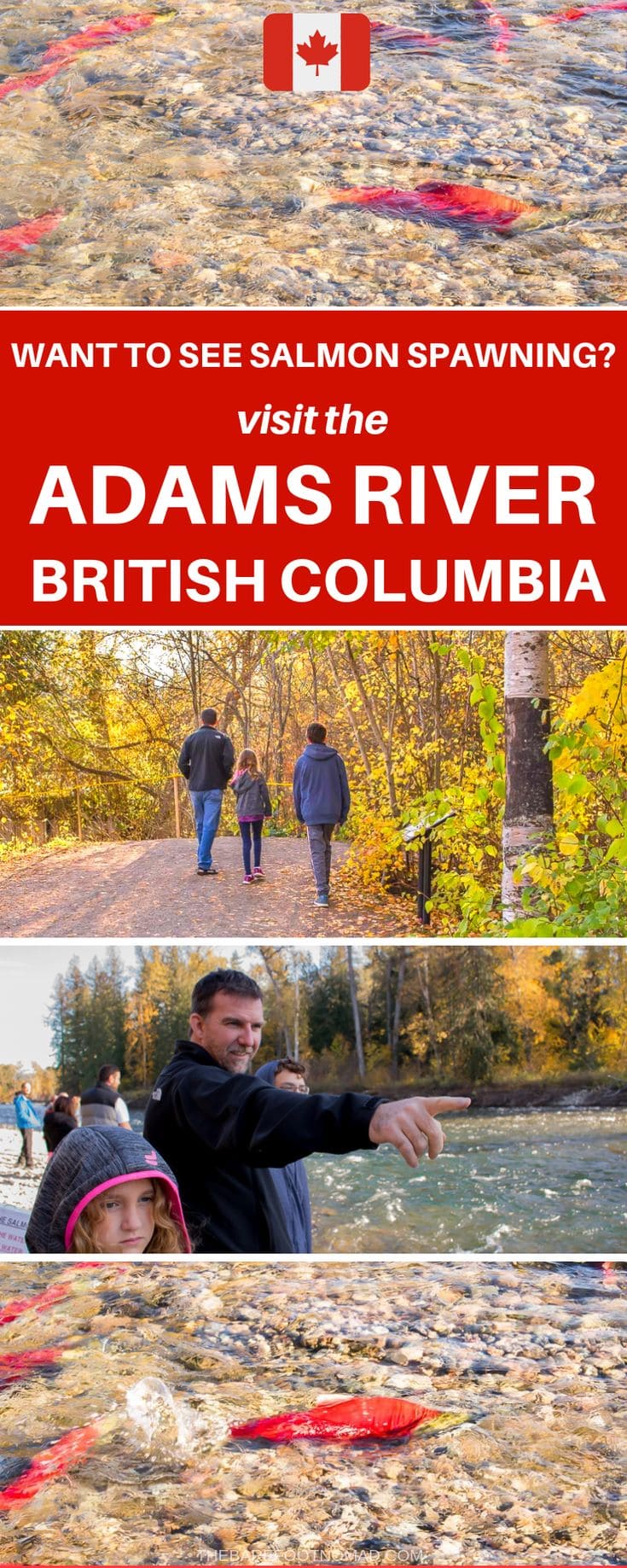 Where to see salmon spawning in British Columbia at the Adams River BC