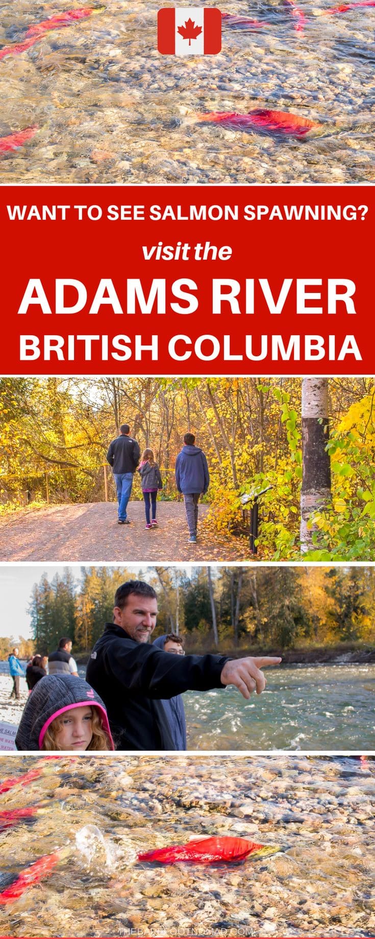 Where to see salmon spawning in British Columbia at the Adams River BC 