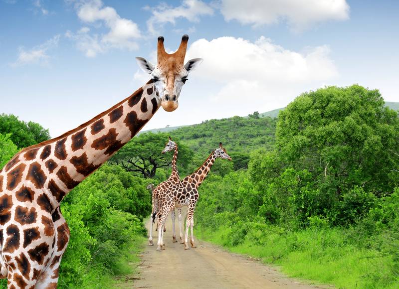 Giraffes in Kruger park South Africa one of the best places to visit in South Africa