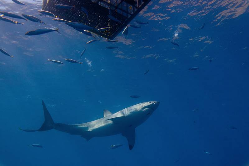 Gran tiburón blanco buceando en jaula en Sudáfrica