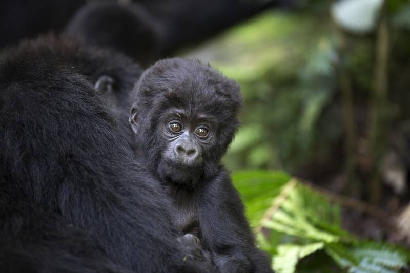 baby mountain gorilla in Uganda