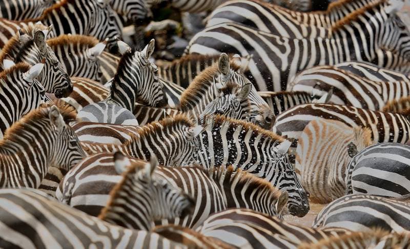 Zebras during the great migration in masai mara Kenya
