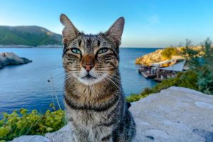 cat on the beach in Mallorca Spain