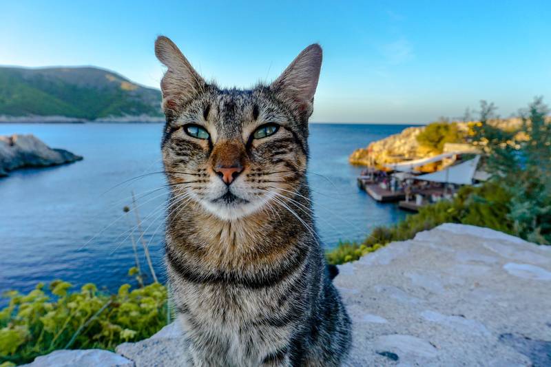 cat on the beach in Malorca Spain