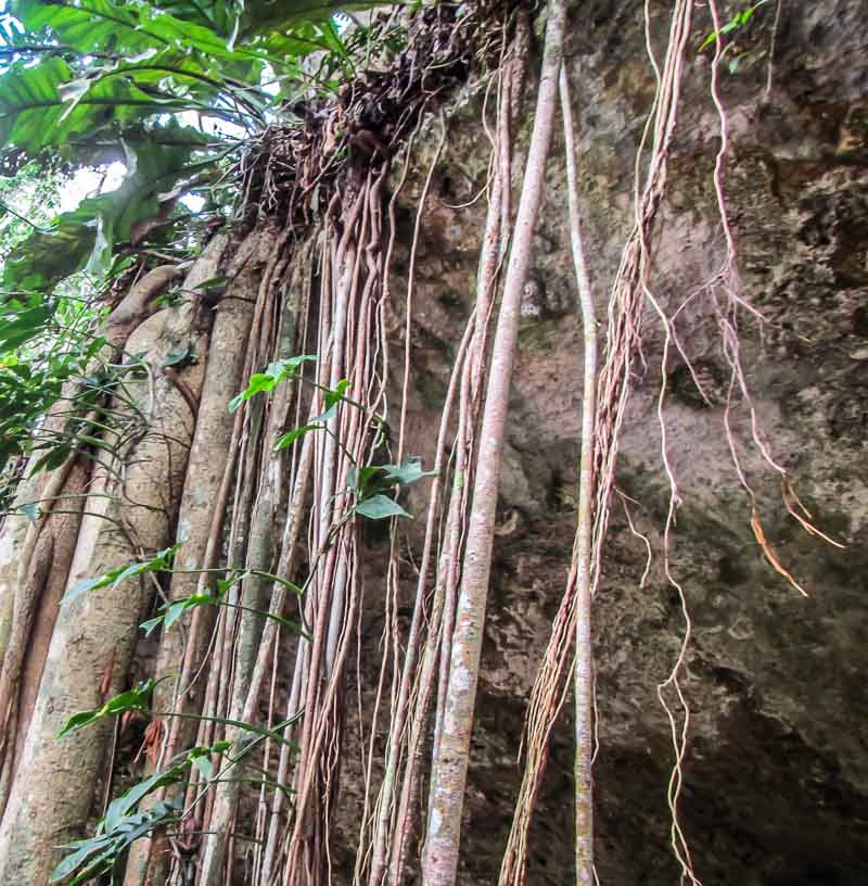 Vines at Cenote Dos Ojos