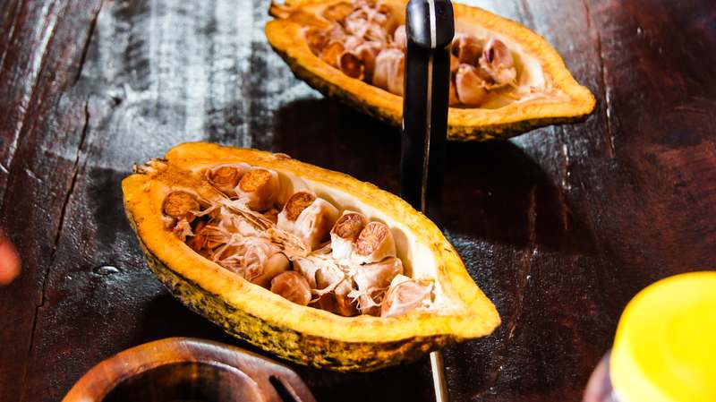 Inside a cocoa pod