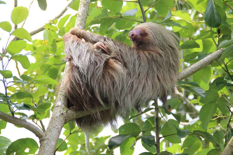 a sloth hanging out in Costa Rica