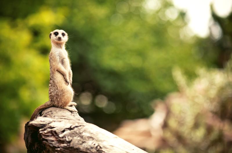 meercat at the London Zoo DP