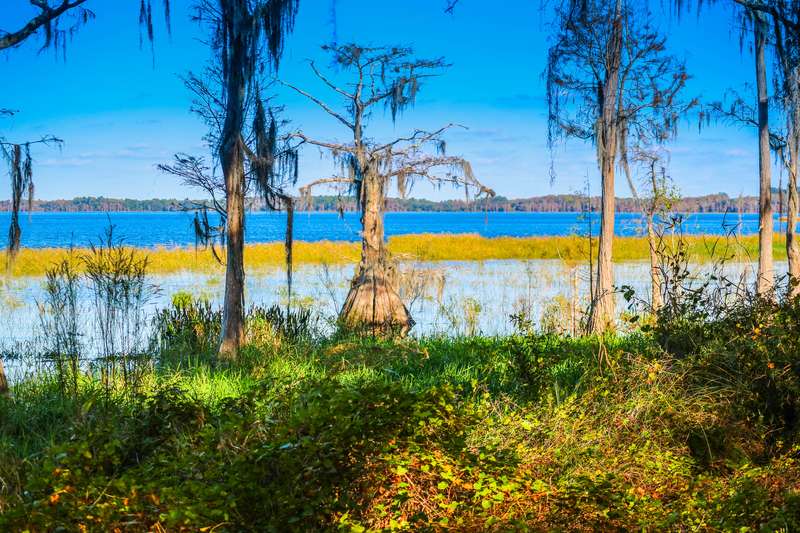 Cyprès chauve le long de la rive du lac Louisa en Floride
