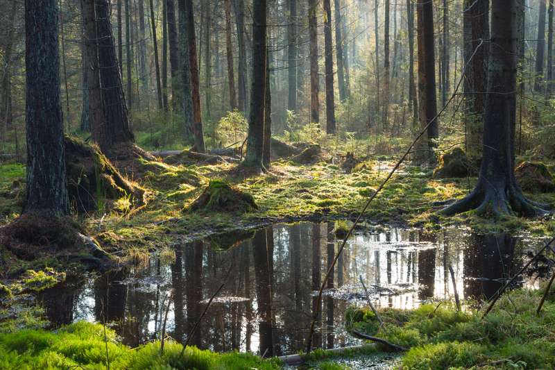 Bialowieza Forest Landscape Reserve