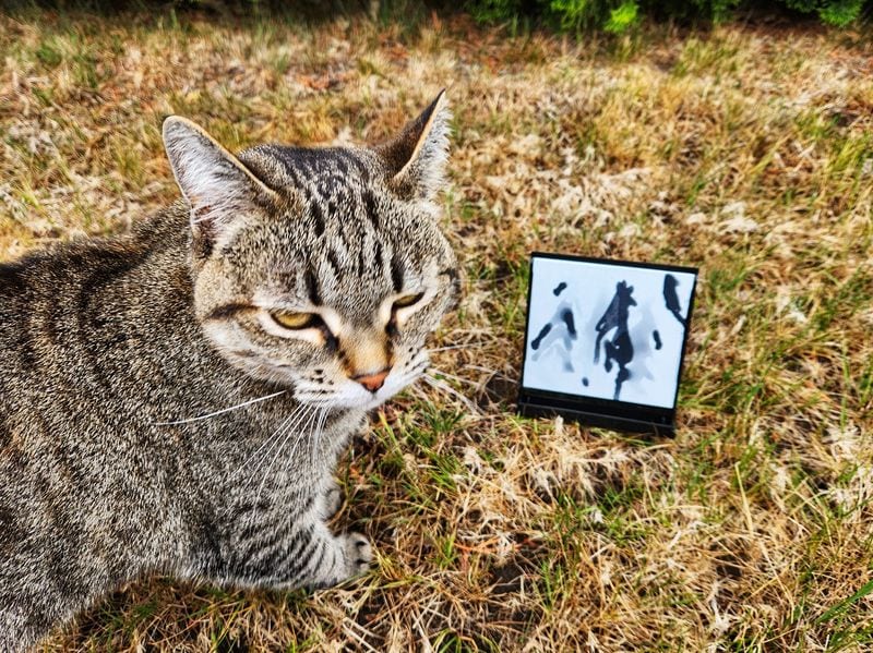 Buddha Board Mini in nature with cat