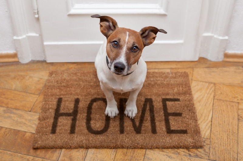 dog on a home welcome mat