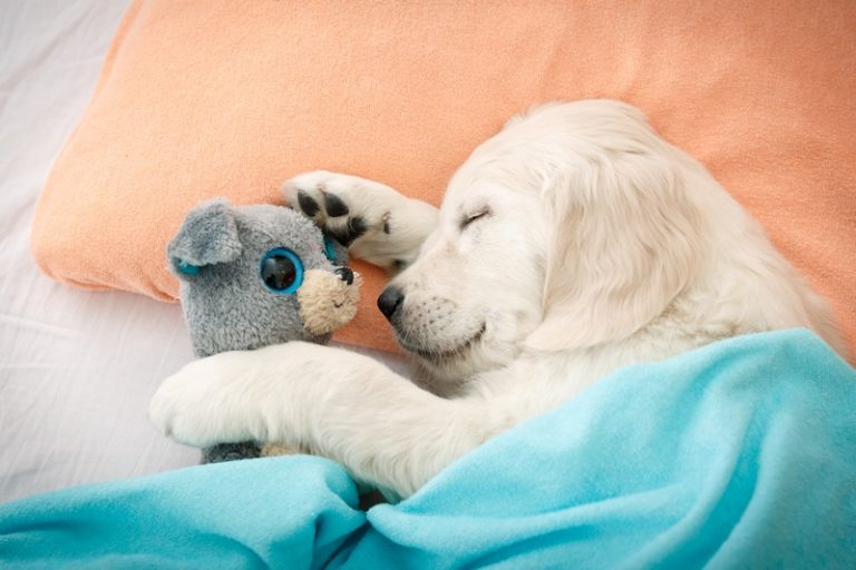 How to Slash Accommodation Costs and Travel the World as a Pet Sitter