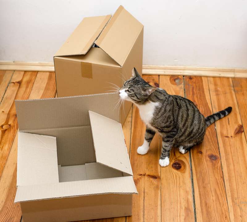 Moving day - cat and cardboard boxes