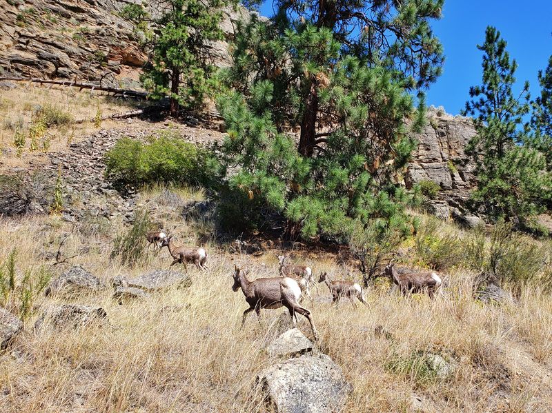 wildlife near OK Falls British Columbia