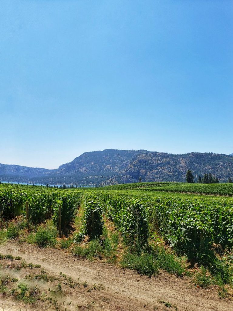 Overlooking vineyard in the Okanagan