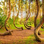 Unusual Places to Visit in Poland Curved forest reserve in Poland