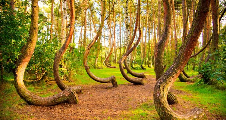 Unusual Places to Visit in Poland Curved forest reserve in Poland