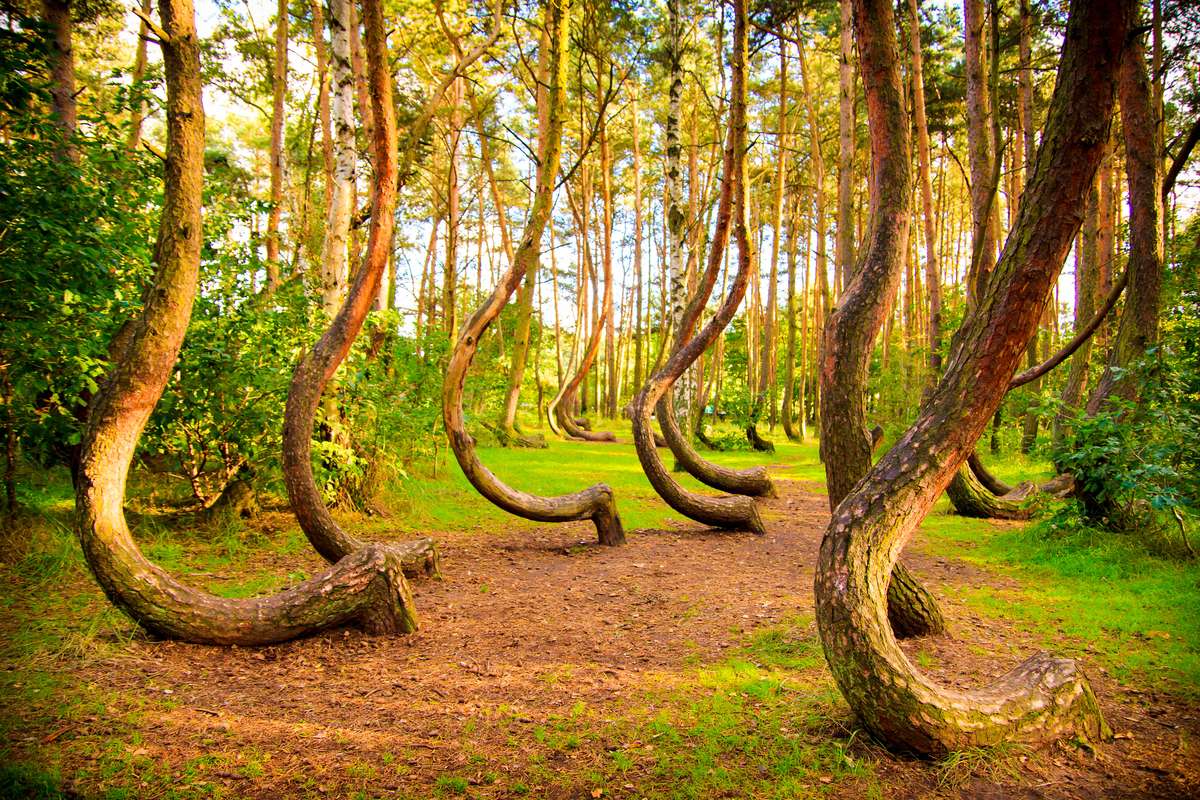 Unusual Places to Visit in Poland Curved forest reserve in Poland