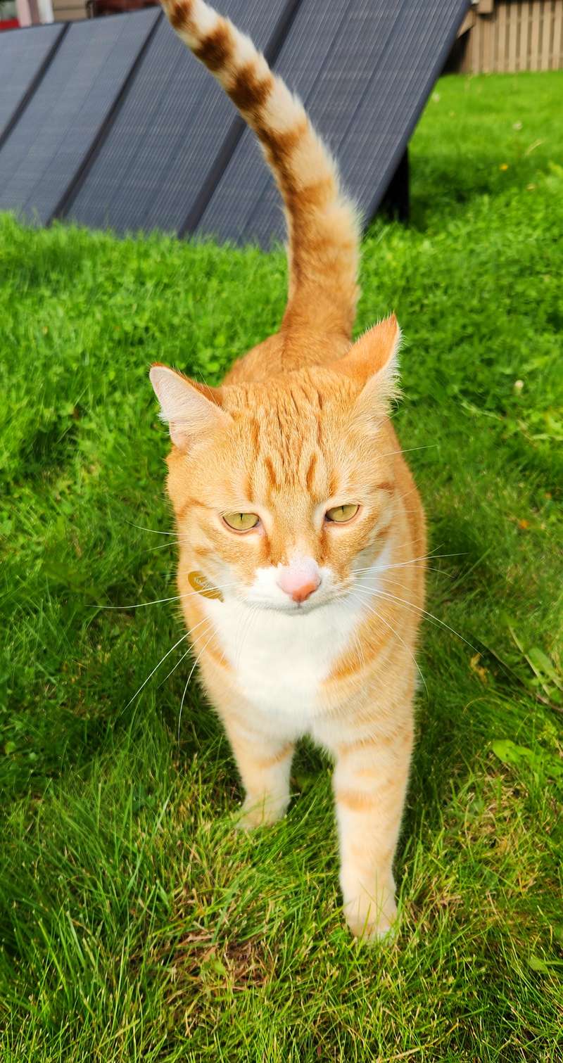 orange cat helping set up BLUETTI PV350 solar panel