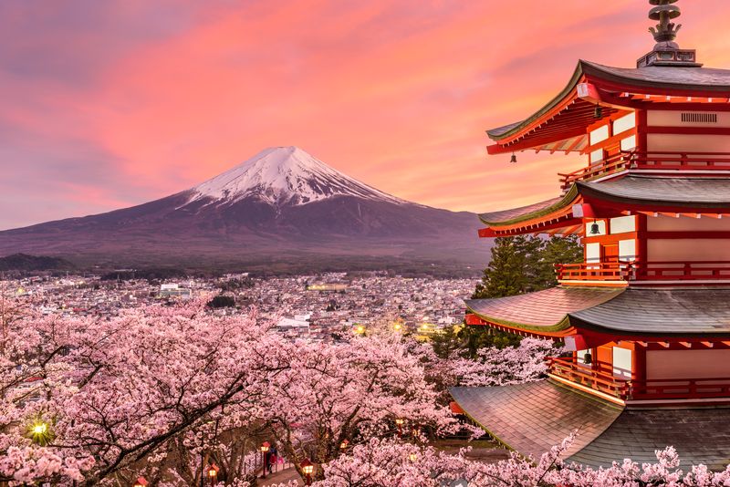 Beautiful japan temple in blossoming sakura garden, pink cherry