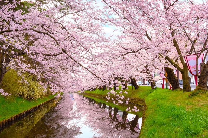 Flores de cerezo en flor en el parque Hirosaki