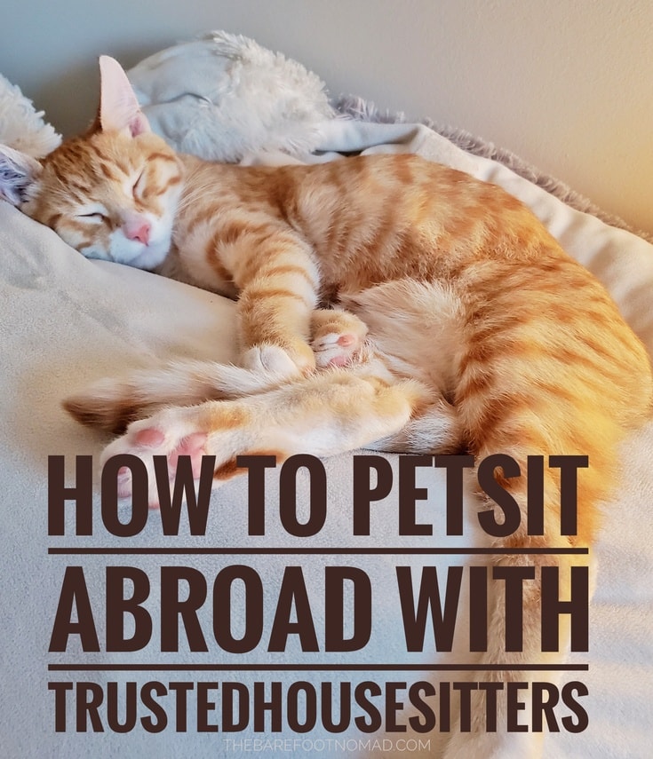 How to pet sit abroad with Trusted Housesitters 