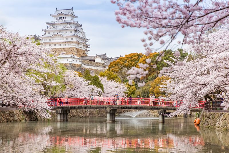 Castillo de Japón Himeji con flores de cerezo de sakura