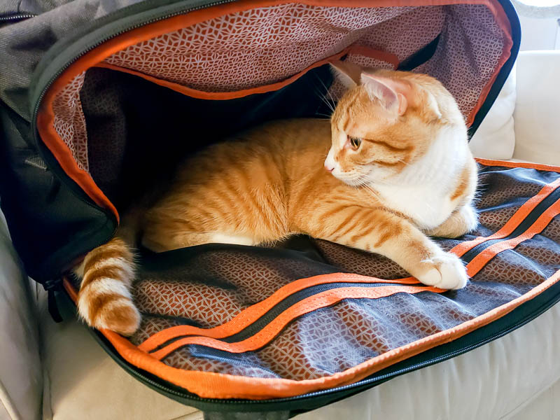 Knack backpack expandable compartment with cat inside