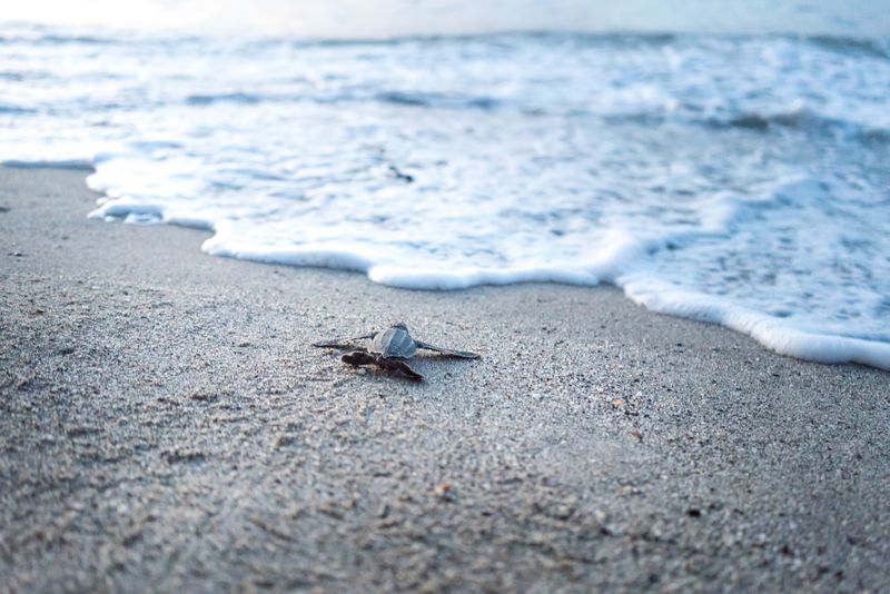 Cría de tortuga laúd bebé arrastrándose hacia el mar en la playa