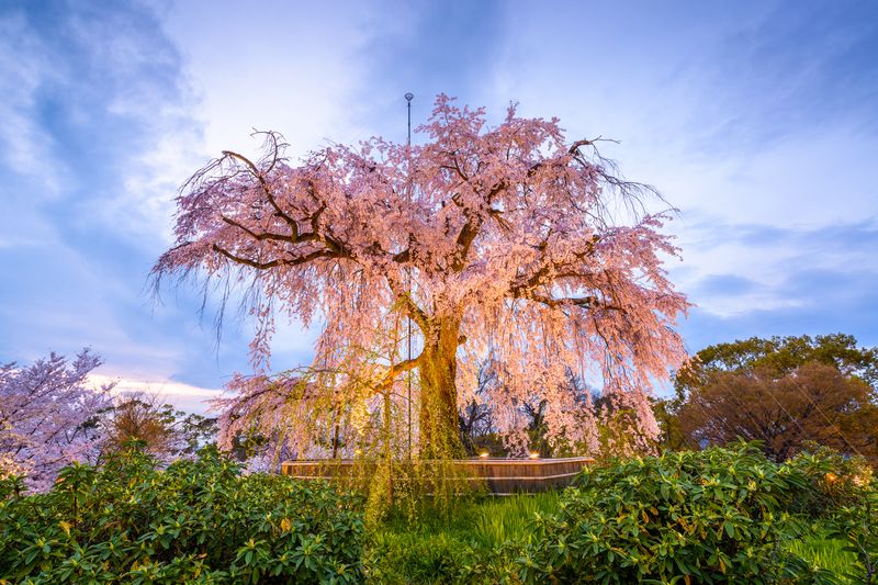 Maruyama Park in Spring