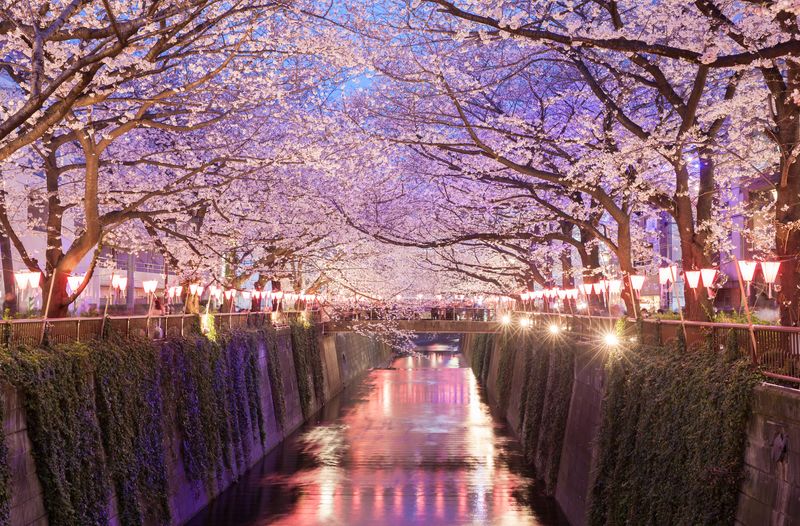 Tokio sakura flores de cerezo en la noche Nakameguro Tokio