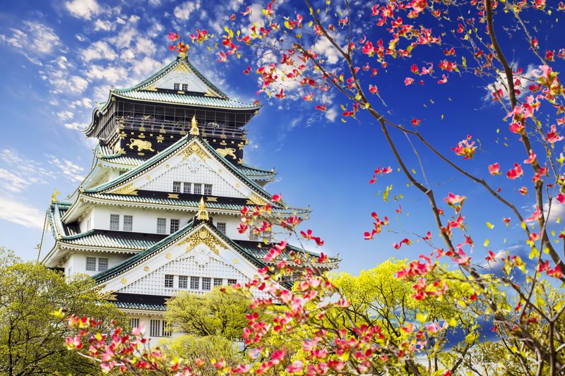 Osaka castle cherry blossoms