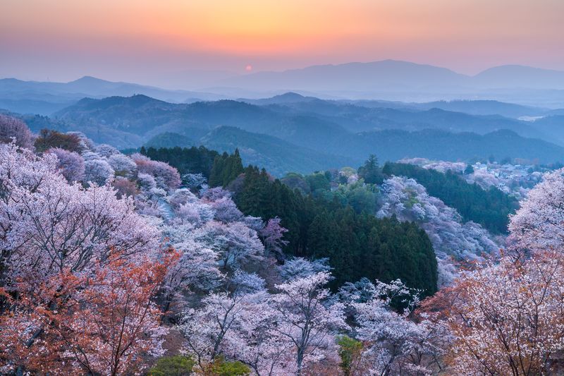Puesta de sol sobre el bosque de cerezos en flor en la provincia de Yoshino Nara