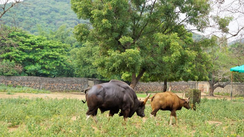 gaur Indian bison Chennai Arignar Anna Zoological Park or Vandalur Zoo