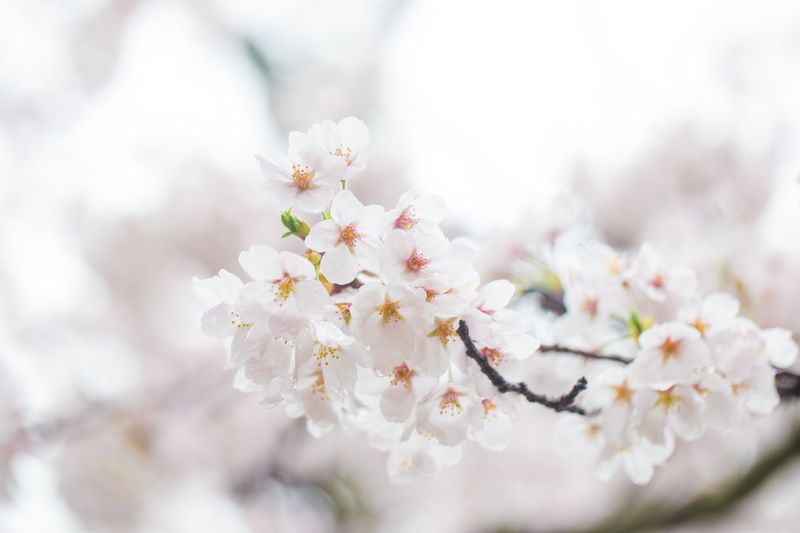 sakura park japón flores de cerezo en plena floración