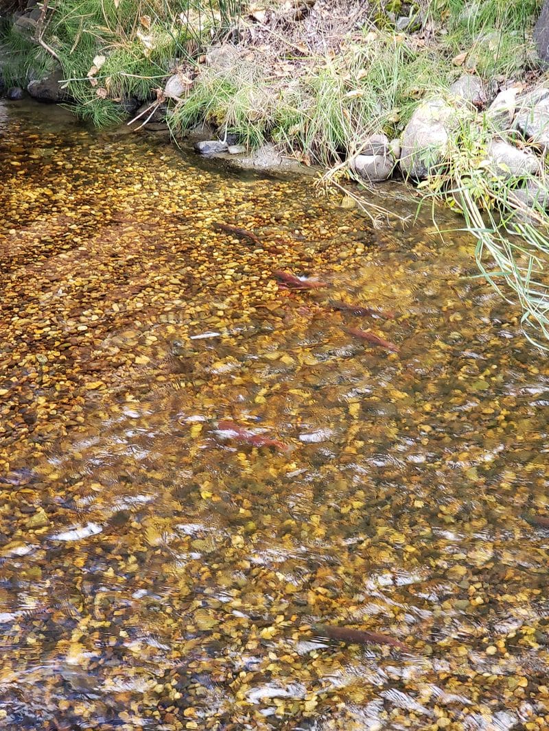 salmon spawning in Mission Creek Greenway in Kelowna, BC, Canada