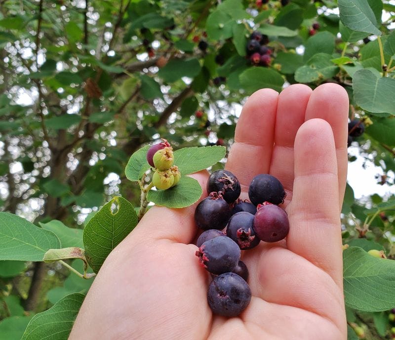 Saskatoon berries on Scenic Canyon trail 