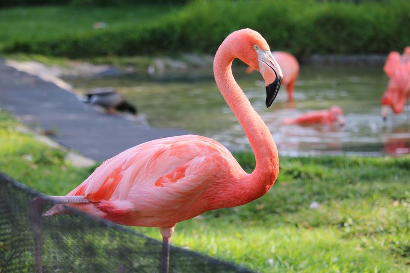 flamingo at the San Diego Zoo