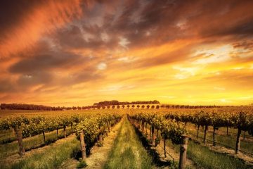 Best Wine Regions in Australia Adelaide vineyard at sunset