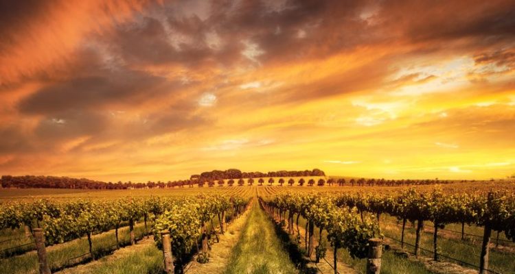 Best Wine Regions in Australia Adelaide vineyard at sunset