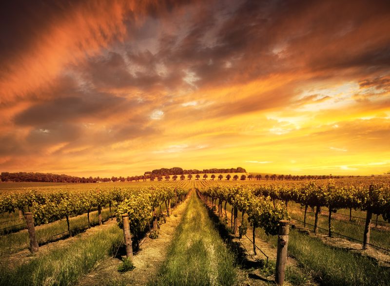 The best wine regions in Australia with Adelaide vineyard at sunset