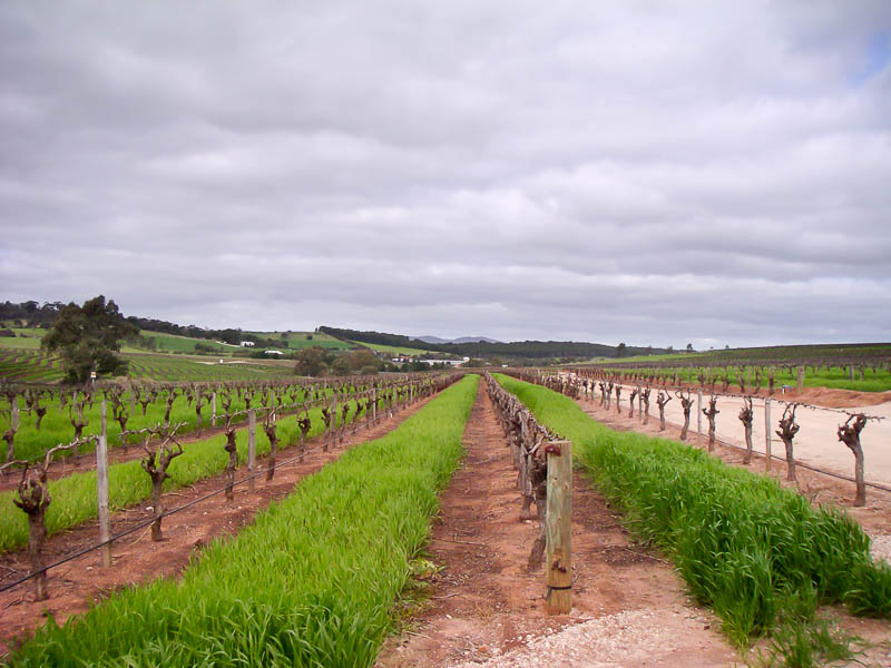 Vineyard at Jacobs Creek Winery Barossa Wine Region Australia