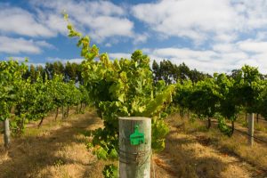 Margaret River Chardonnay Vines Australia