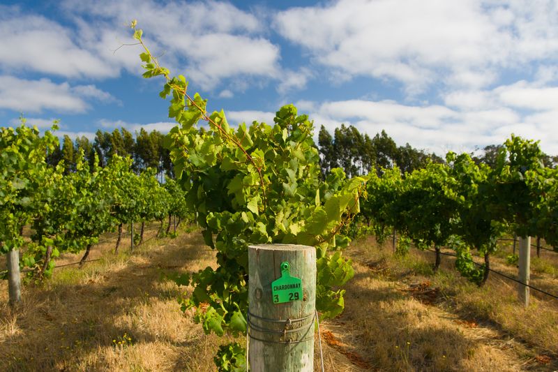 Margaret River Chardonnay Vines