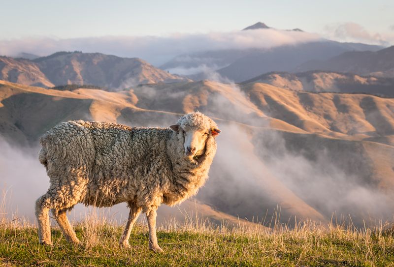 Merino sheep by the mountains