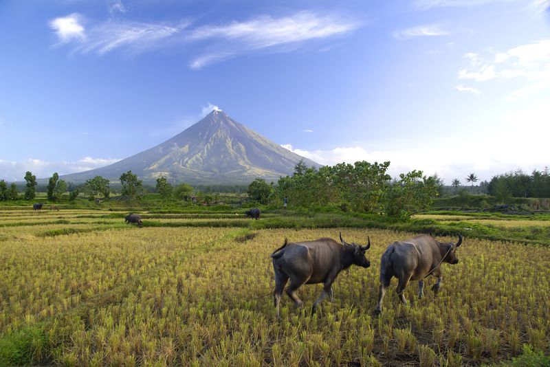 Búfalos bajo el volcán Mayon en Filipinas 