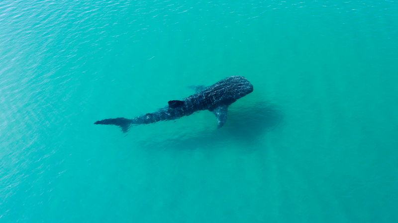 Requin-baleine Holbox Island Mexique