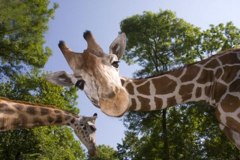 A giraffe, one of the unique things to do in Orlando